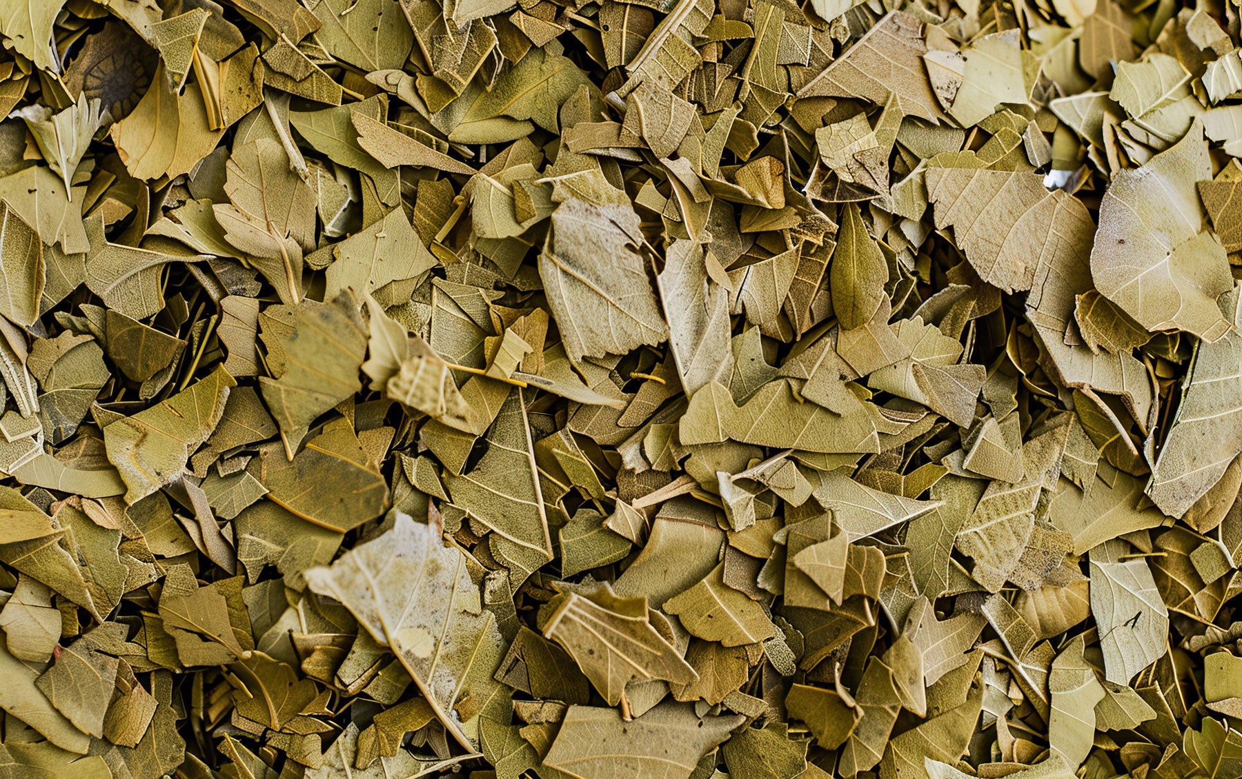 Close-up of premium loose leaf yerba mate, showing texture and freshness - Luv Mate North American Collection