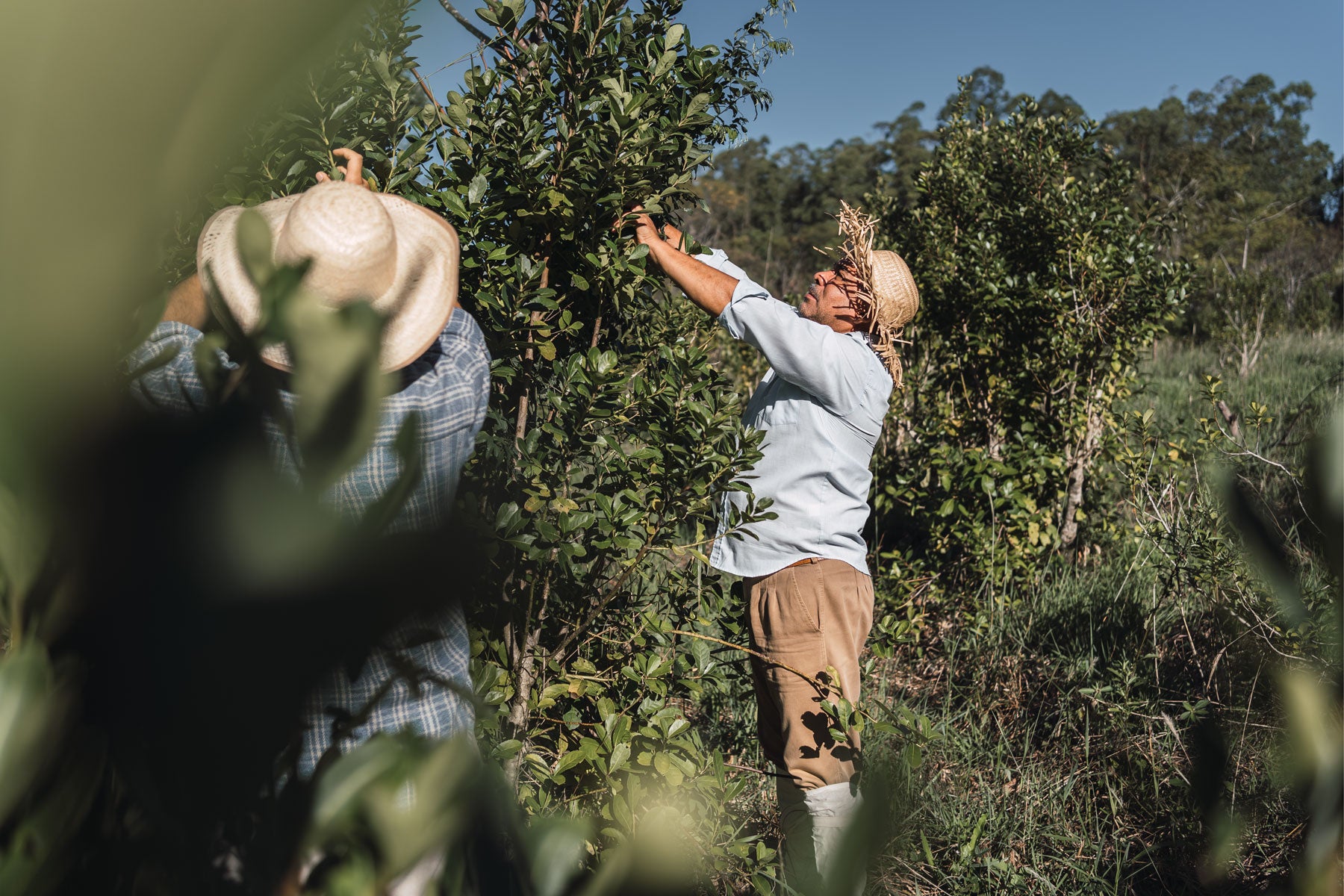Local farmers dedicated to the harvesting of the yerba mate plant. "Yerbateros